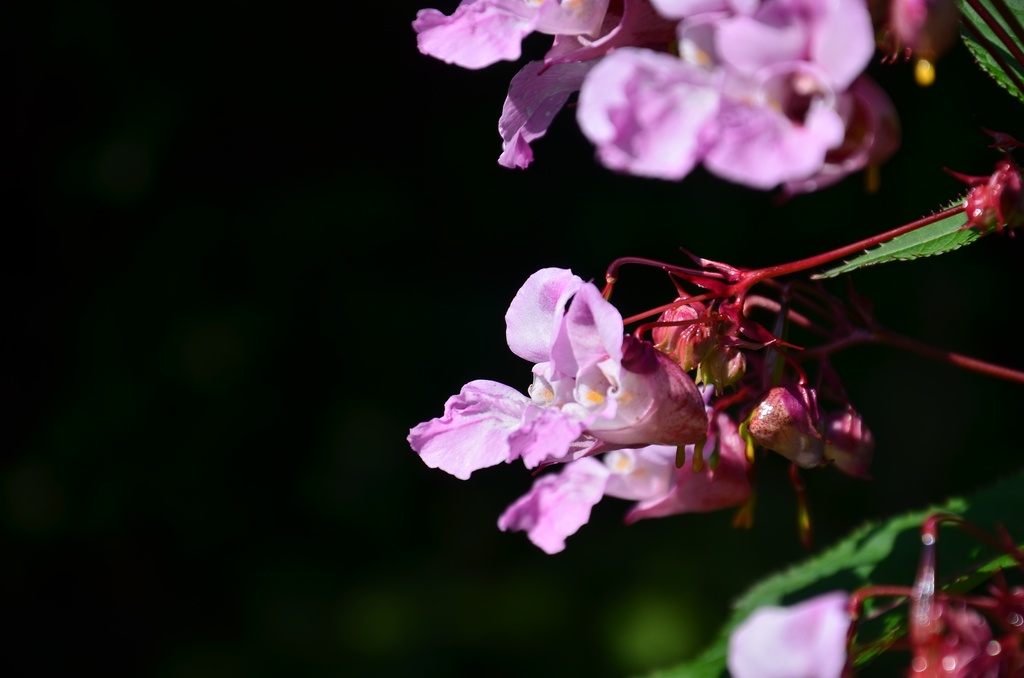 2017-09-23 Boëge/DSC_0006.JPG